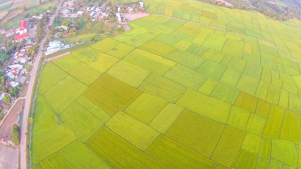 Cánh đồng lúa chín vàng sắp vào mùa gặt tại Kon Tum